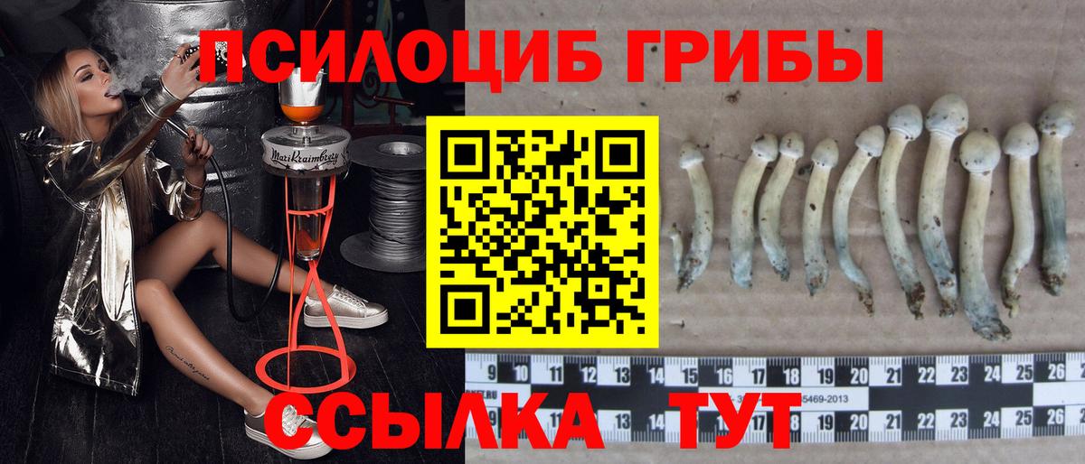 купить   Вход с VPN  Хасавюрт  Галлюциногенные грибы прущие грибы 